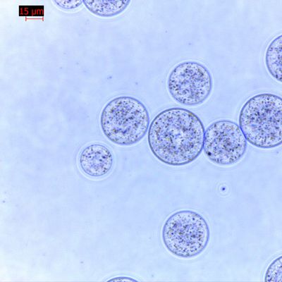 품질  Agrose Magnetic Beads Protein Purification 30 μm 10% Volume Ratio 100 mL 공장