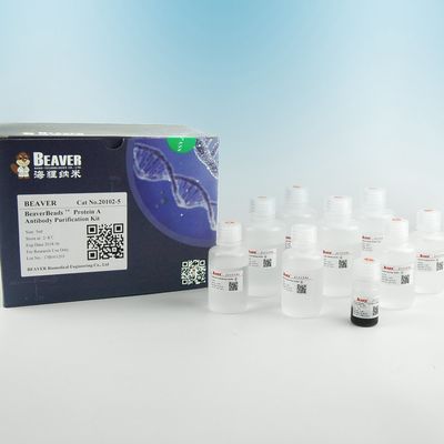 BEAVER GST 융합 단백질 정화 분자 GSH 자기 분자 단백질 정화 새로운 기능 재료 설계 GSH 키트 GST 단백질 정화