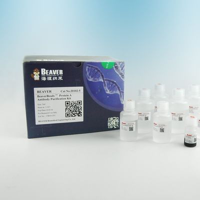 단백질A 항체 자석 비즈 단백질 정제 2μm 30 마그네슘 / mL 5 mL