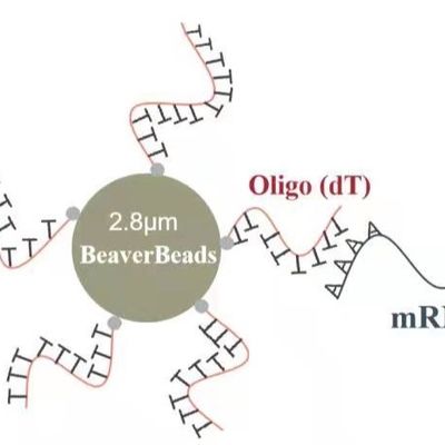 2 mL 2.8 μm 올리고 dT 자석 비즈는 고급 품질 ｍＲＮＡ를 사로잡습니다