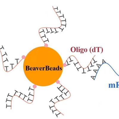 DNA 라이브러리 구성 키트 FDA를 위한 1mL 2.8 μm 올리고 dT 자석 비즈