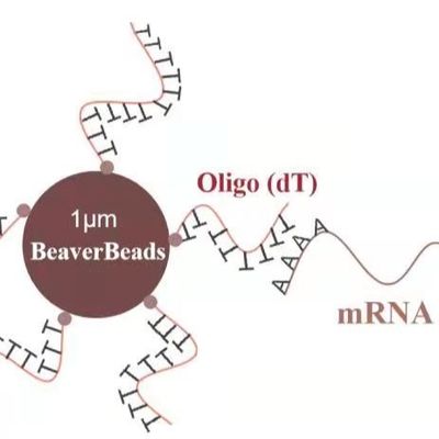 5 mL 1 μm 자석 비즈 dna 라이브러리 구조 키트 올리고 dT 연결선 ｍＲＮＡ 폴리아데닐산